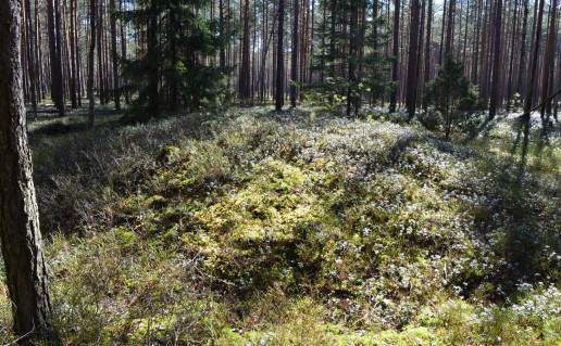 18_Dieveniškių pilkapynas (3).jpg